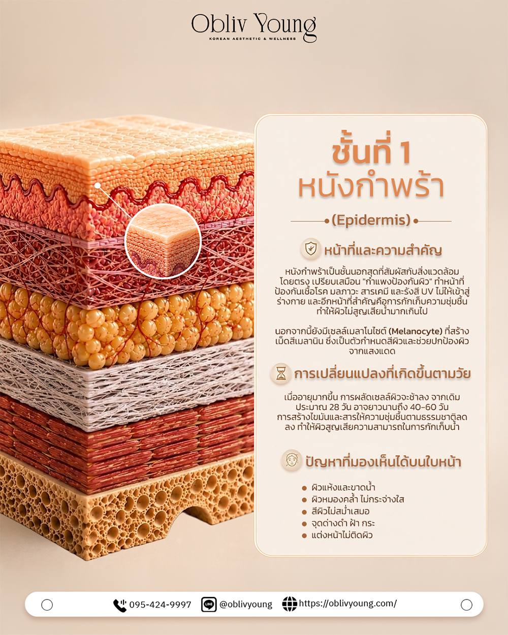 ชั้นที่ 1 หนังกำพร้า Epidermis