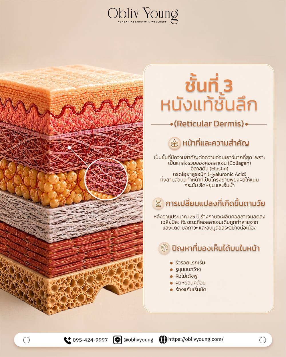 ชั้นที่ 3 หนังแท้ชั้นลึก Reticular Dermis