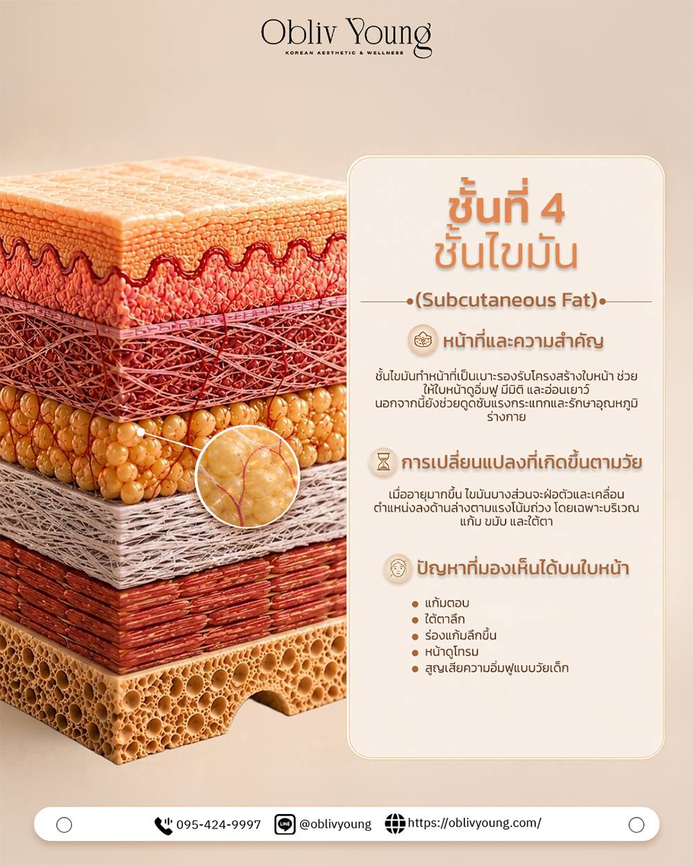 ชั้นที่ 4 ไขมัน Subcutaneous Fat