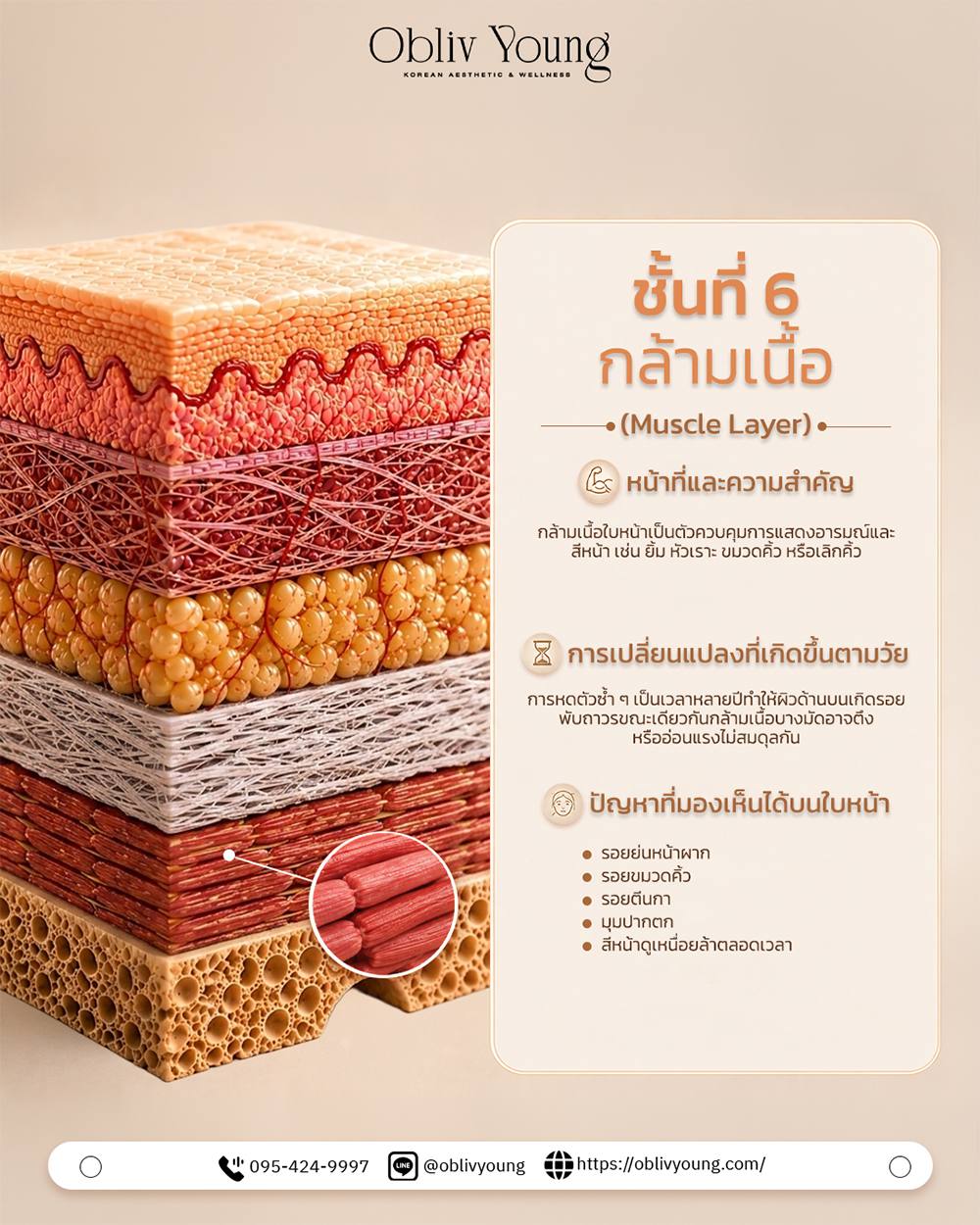 ชั้นที่ 6 กล้ามเนื้อ Muscle Layer