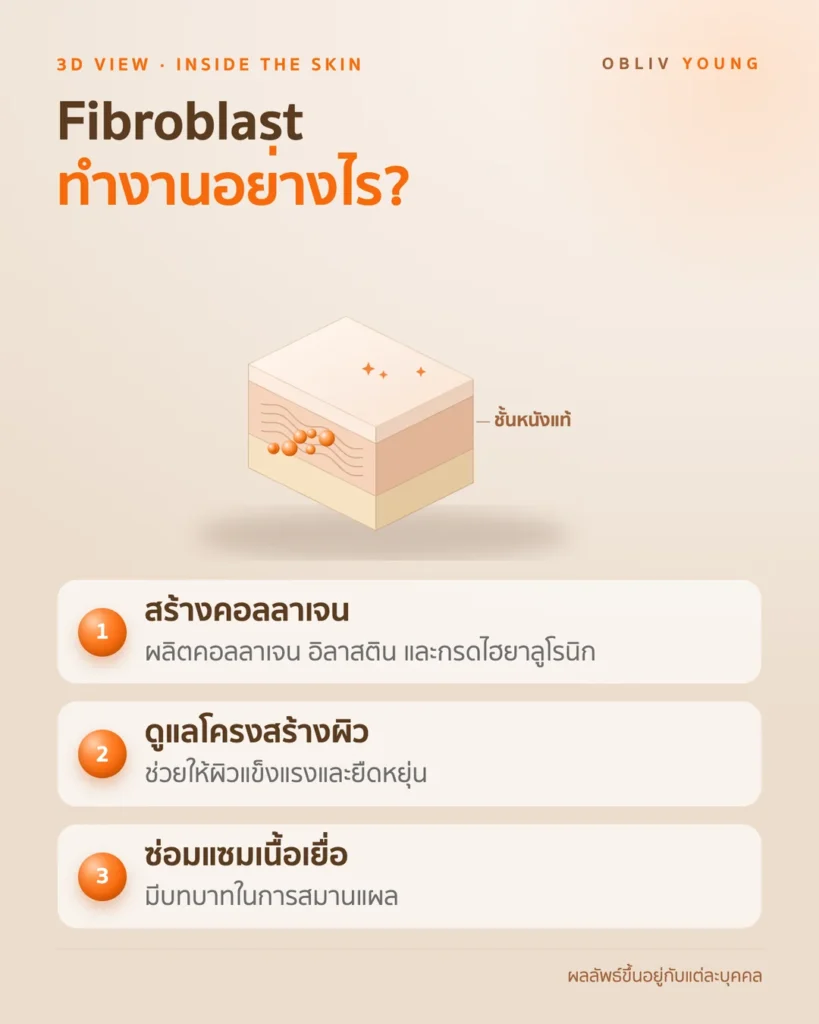 Fibroblast ในชั้นหนังแท้สร้างคอลลาเจน ดูแลโครงสร้างผิว และซ่อมแซมเนื้อเยื่อ
