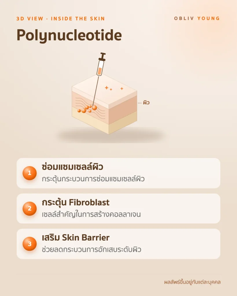 Polynucleotide: กระตุ้นกระบวนการซ่อมแซมเซลล์ผิว กระตุ้น Fibroblast และช่วยเสริม Skin Barrier